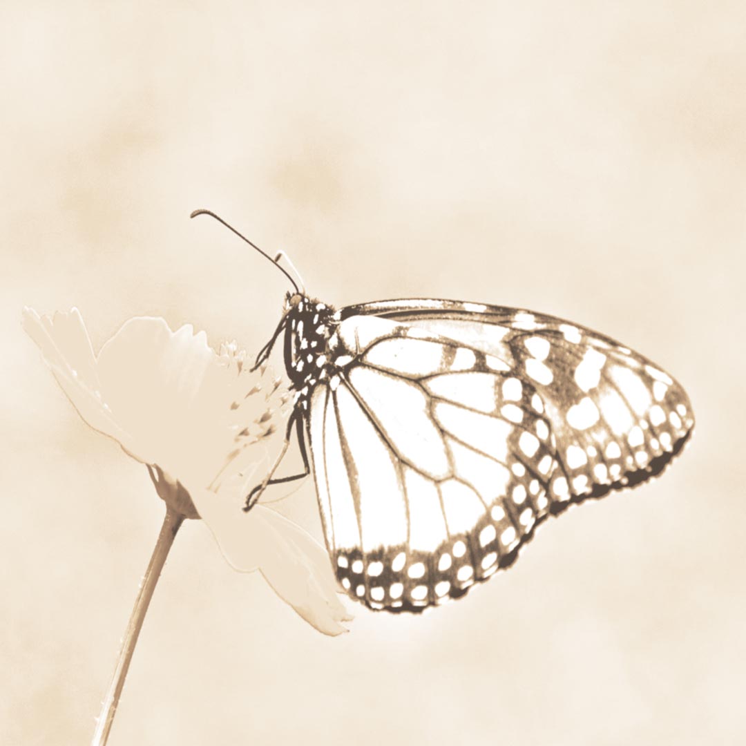 Conceituando Espiritualidade